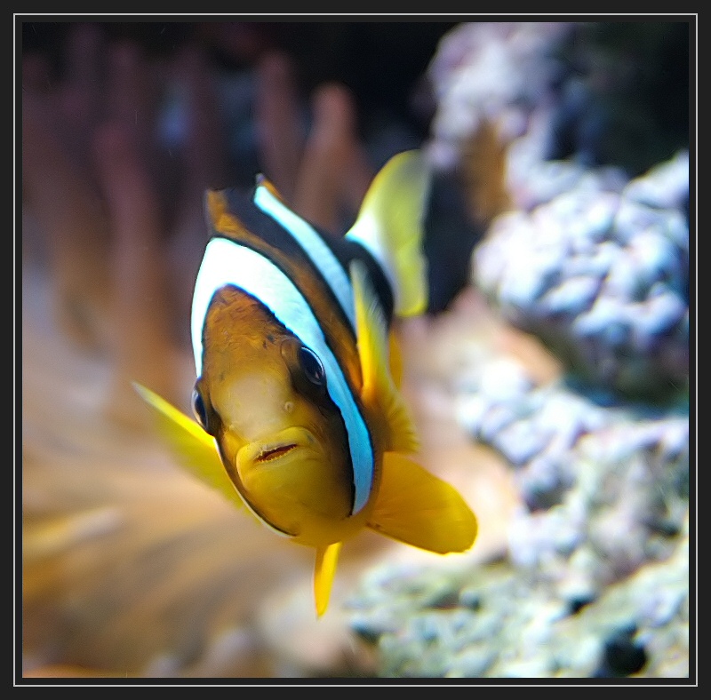 Amphiprion clarkii