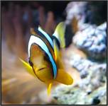 Amphiprion clarkii