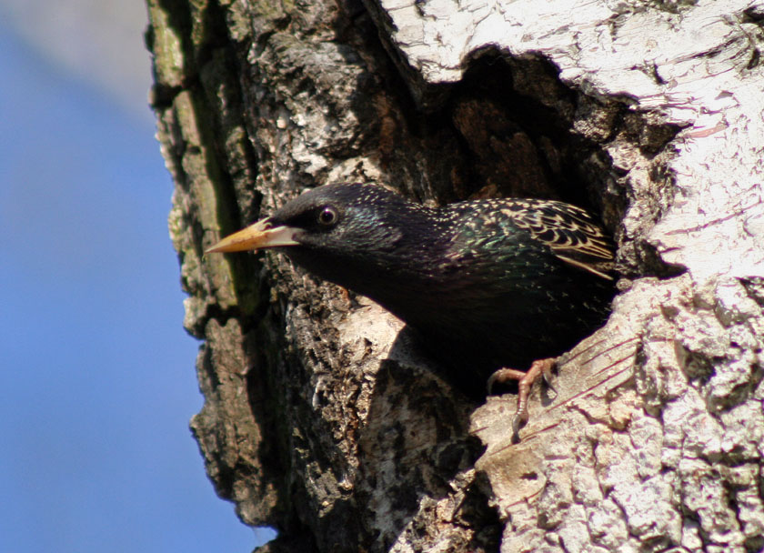 Szpak jednobarwny (Sturnus unicolor)