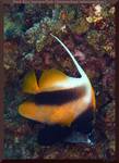 Red Sea bannerfish (Heniochus intermedius)