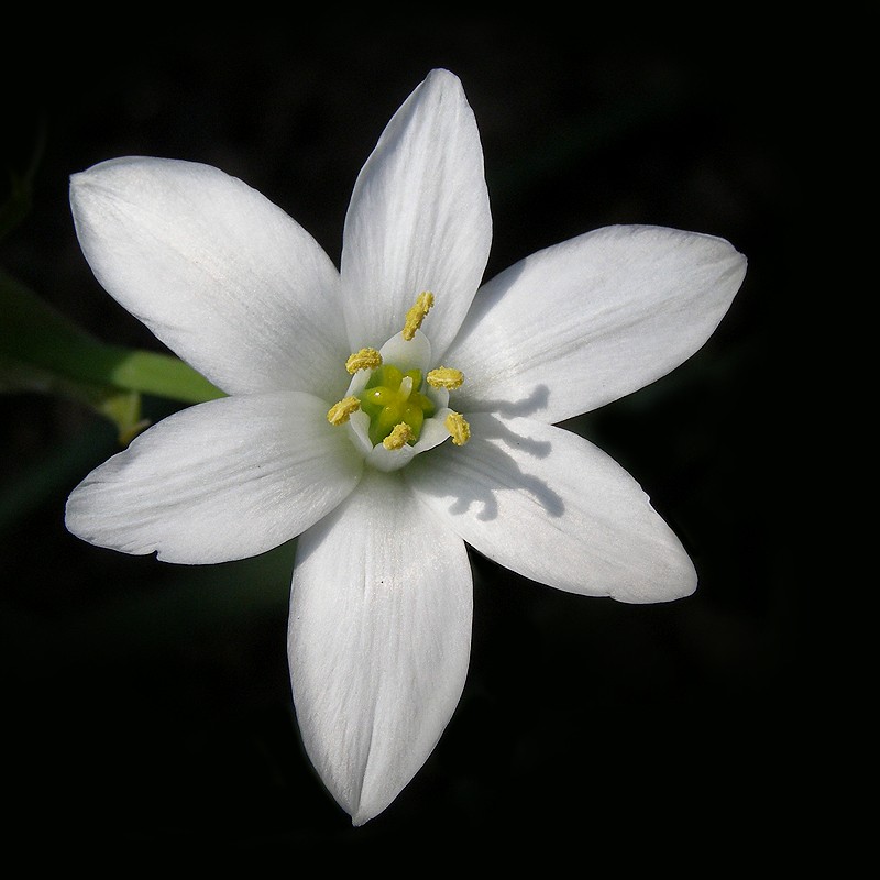 Ornithogalum umbellatum _sniedek ...