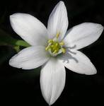 Ornithogalum umbellatum _sniedek ...