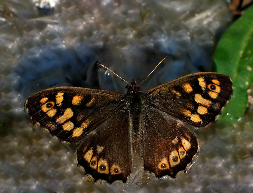 OSADNIK EGERIA (Pararge aegeria)