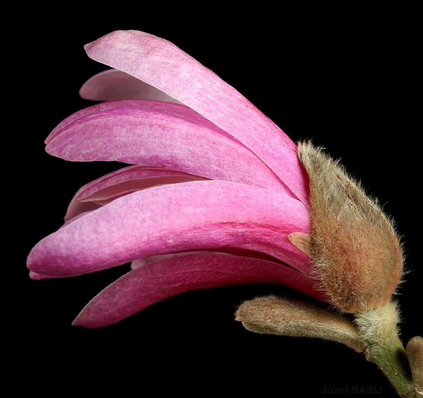 71 - Magnolia loebneri \\\'Leonard Messel\\\' Magnolia japońska