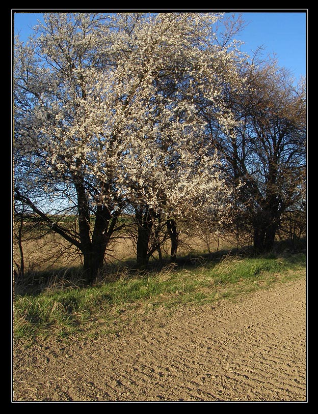 Prunus insititia