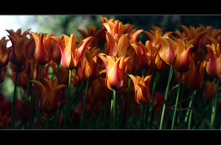 Tulipany 1