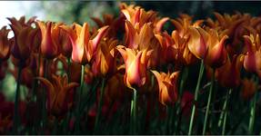 Tulipany 1