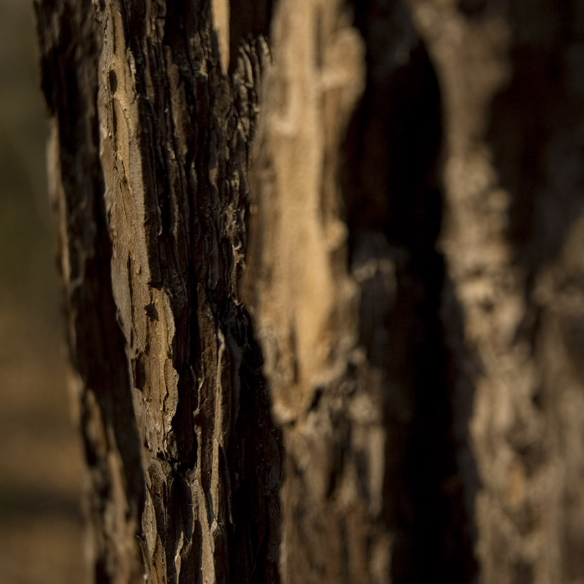 nature close-up