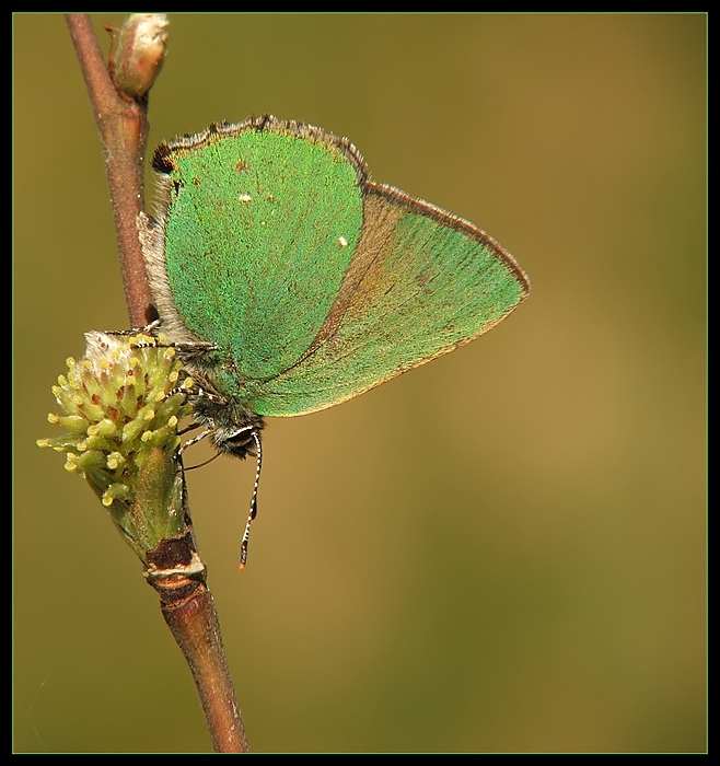 Zieleńczyk ostrężyniec (Callophrys rubi)