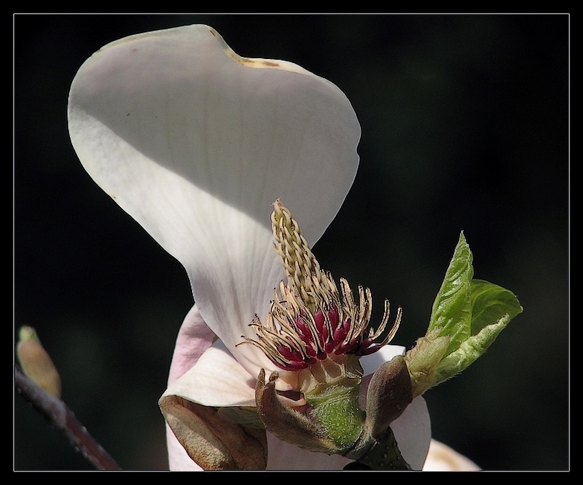 przekwitająca magnolia