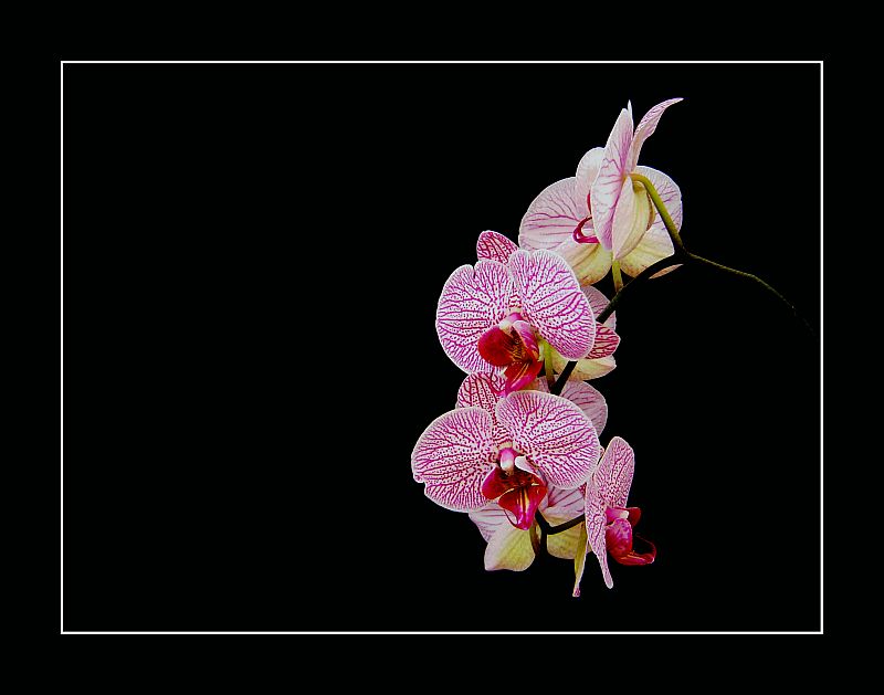 Orchidea