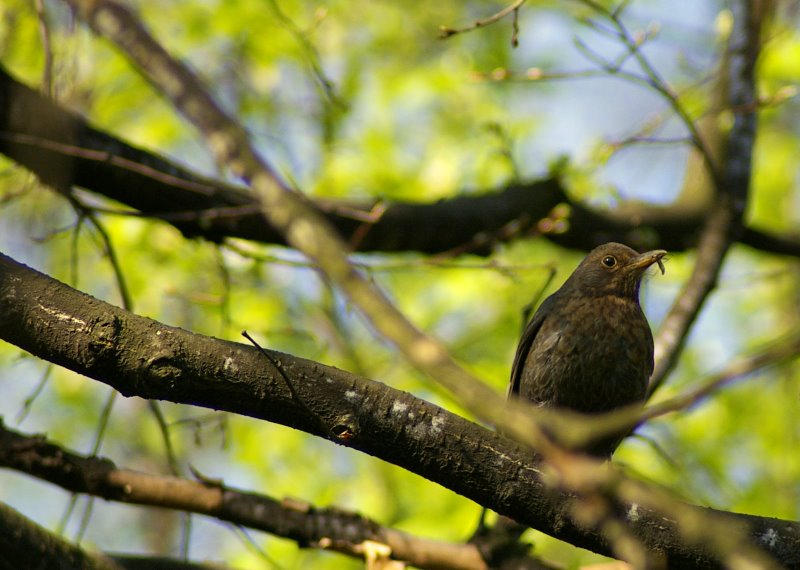 Turdus merula