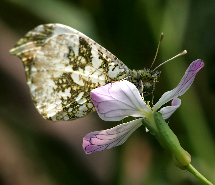 Anthocharis scolymus