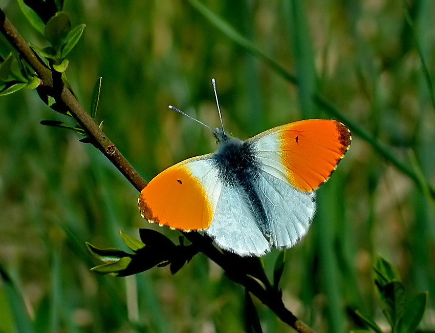 ZORZYNEK RZEŻUCHOWIEC (Anthocharis cardamines)