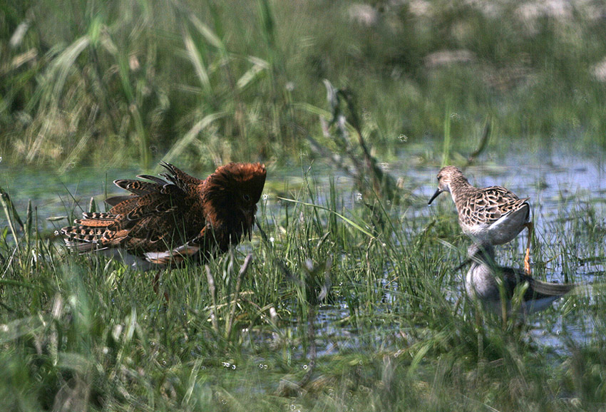 pokłon królewicza