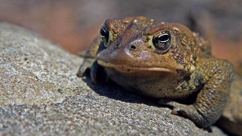 kiss the frog!