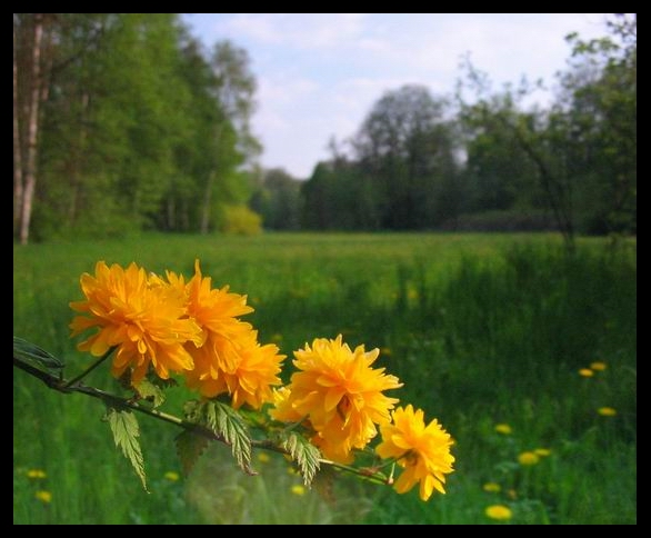 Arboretum w Kórniku