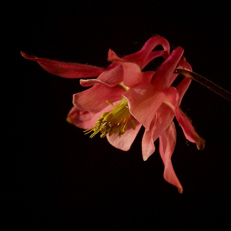 *Aquilegia hybrida* w blasku zachodzacego slonca...