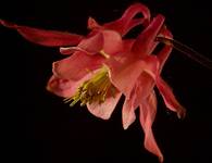 *Aquilegia hybrida* w blasku zachodzacego slonca...