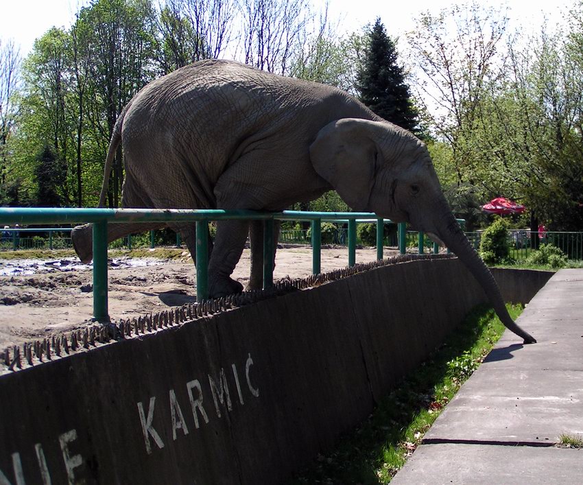 NIE KARMIĆ ! A właśnie że karmić ! Pozdrowionka od Bogusia ;-)