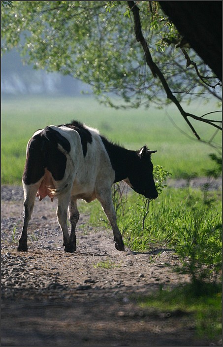 Święta krowa ;)