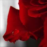 my rose\'s impression