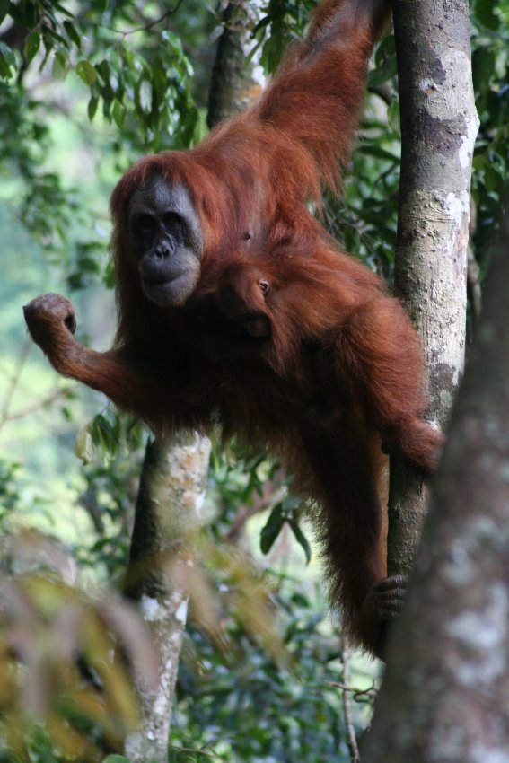 - Bukit Lawang 1 -