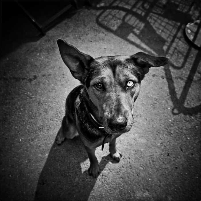 blue eyed dog