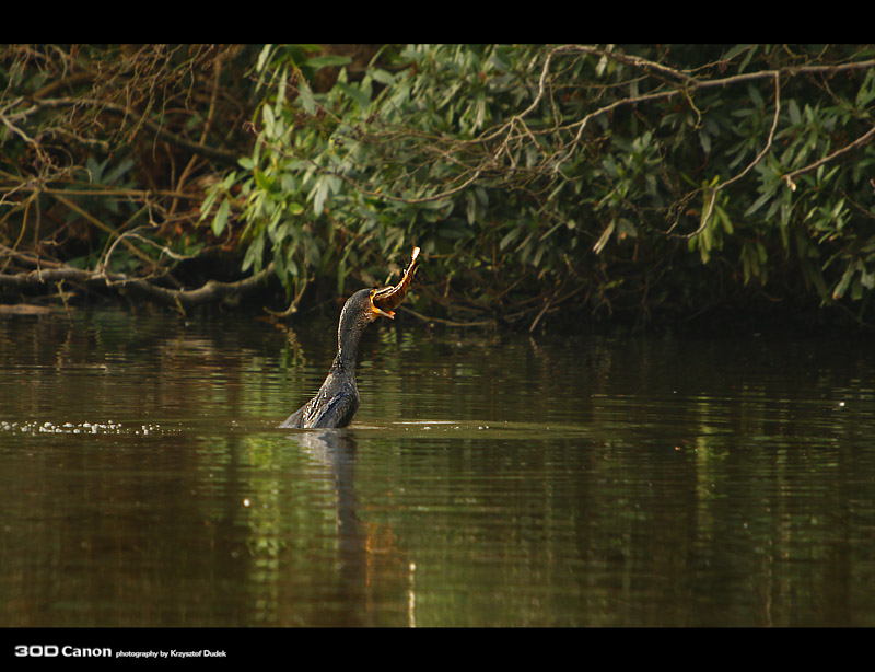 Polowanie Kormorana 3