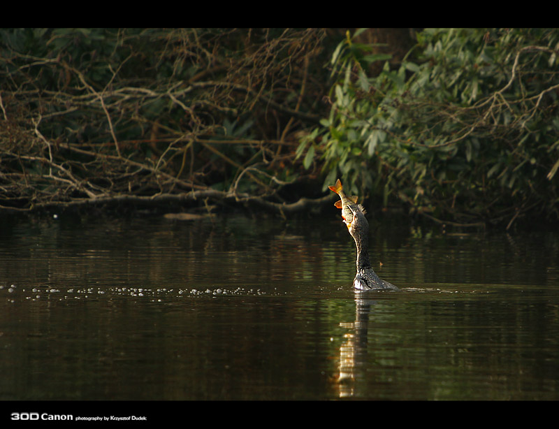 Polowanie Kormorana 4