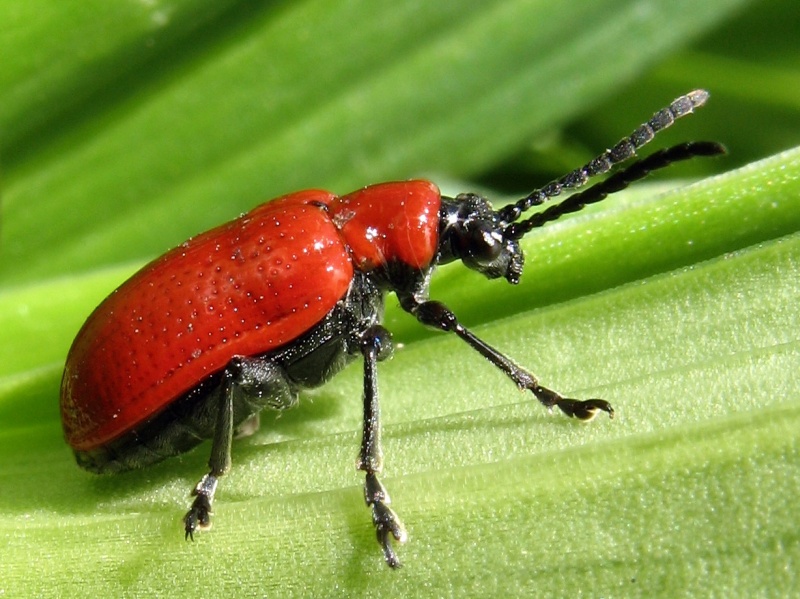 Poskrzypka liliowa (Lilioceris lilii)