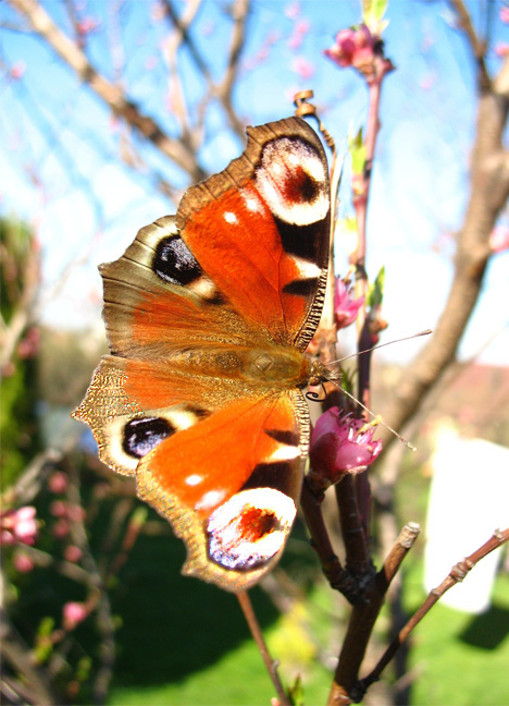 Motyl