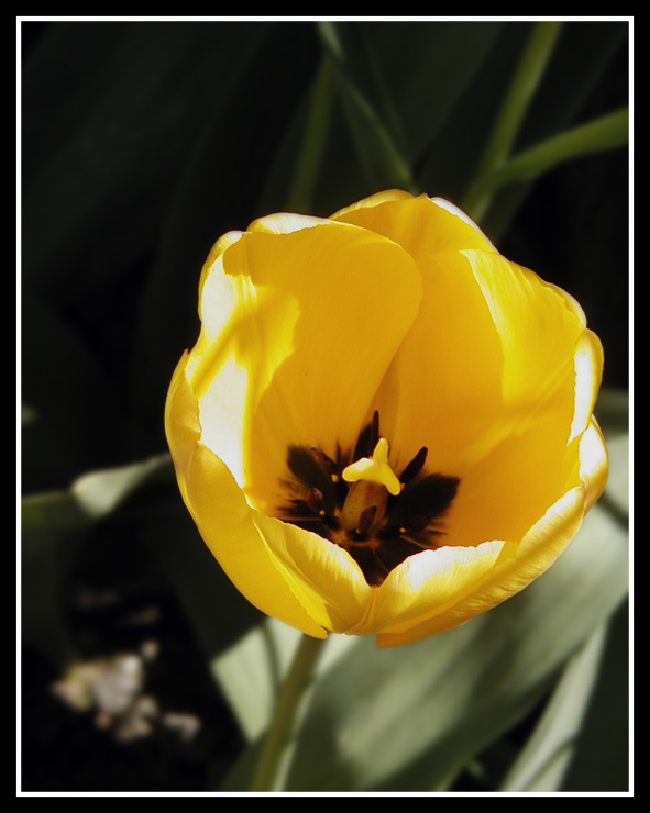 Tulipan Yellow