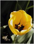 Tulipan Yellow