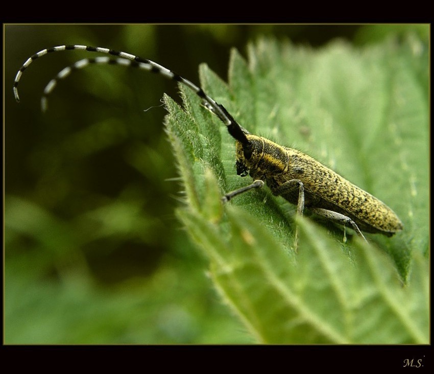 Agapanthia cynarae