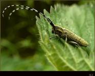 Agapanthia cynarae