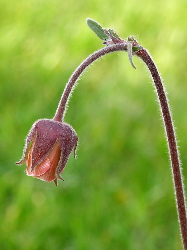 Bach- Nelkenwurz (Geum rivale).