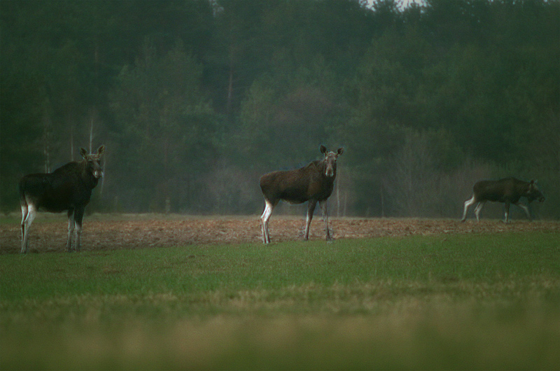 Łosie nad Narwią