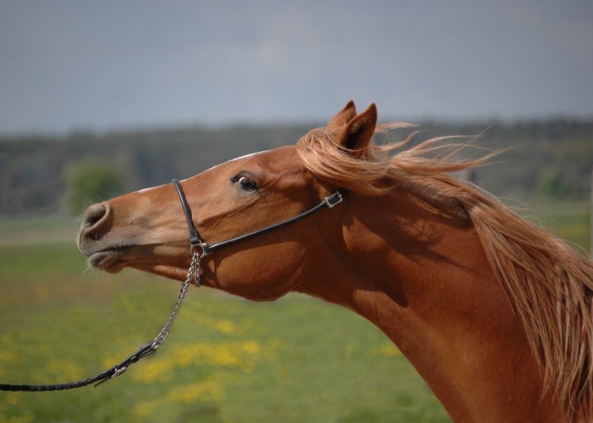 Arabians