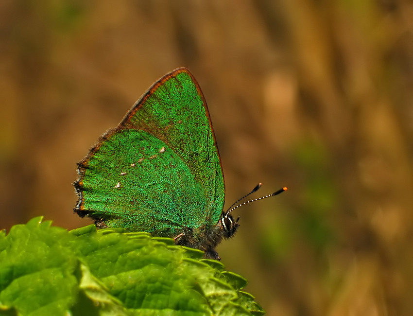 ZIELEŃCZYK OSTRĘŻYNIEC (Callophrys rubi)