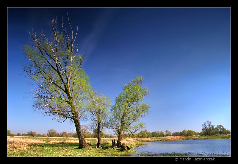 Pierwsze zielenie wiosny