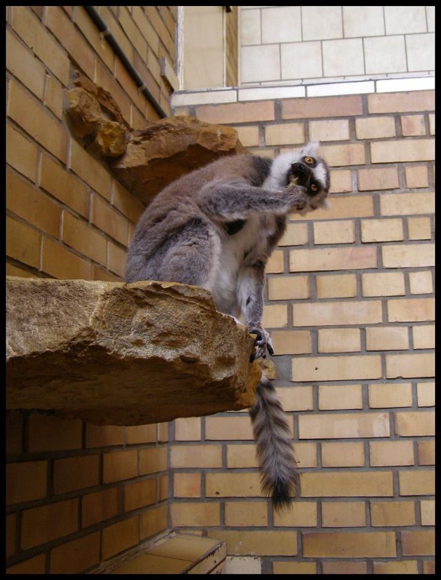 Lemur katta