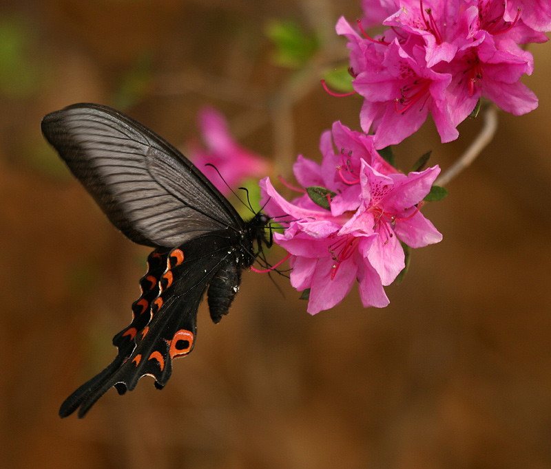 Papilio protenor demetrius