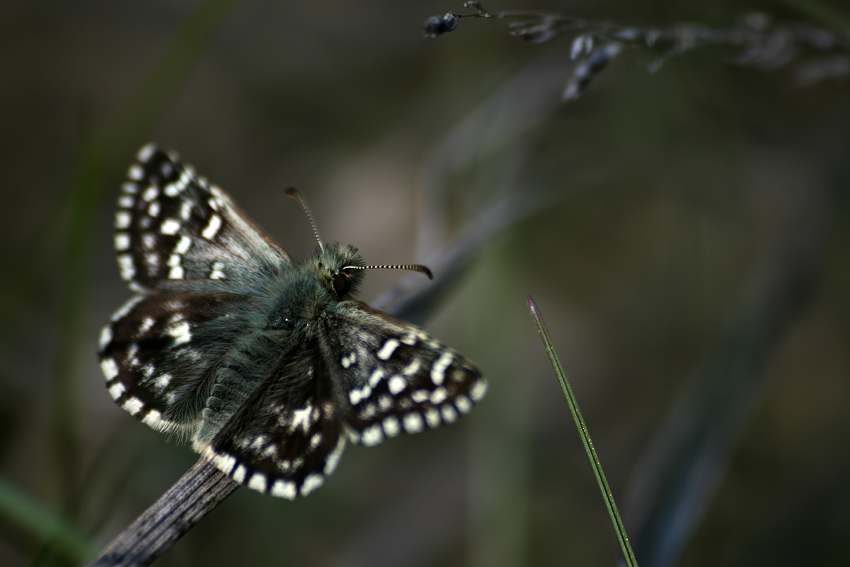 Powszelatek malwowiec (Pyrgus malvae)