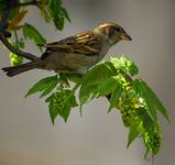 Wróbel (Passer domesticus)