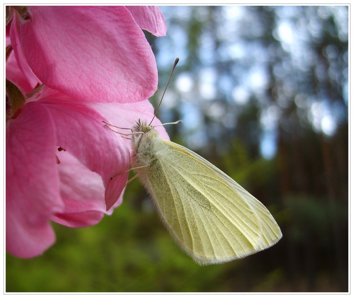 Wiosenny motyl