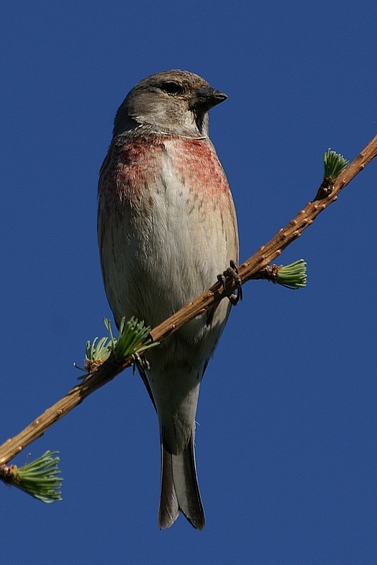 Makolągwa