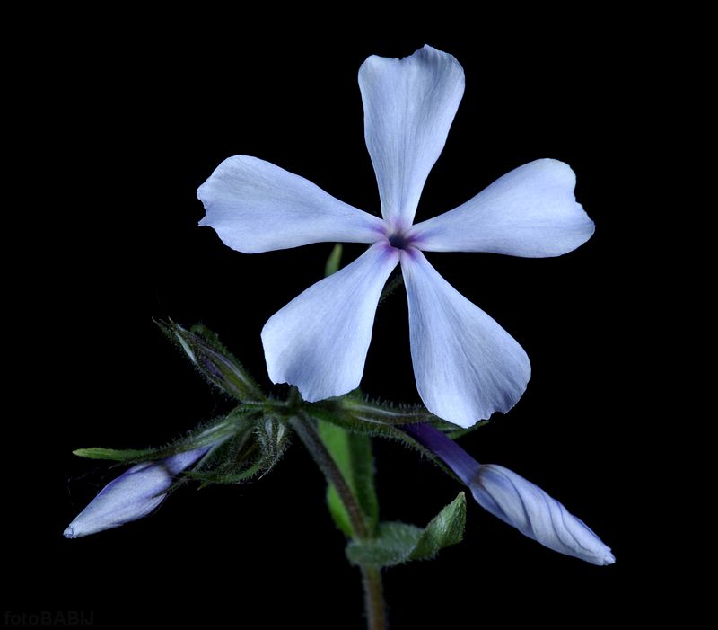 73 - Phlox divaricata (Płomyk kanadyjski)