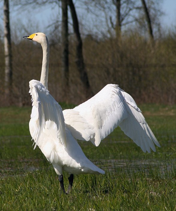 łabędź krzykliwy