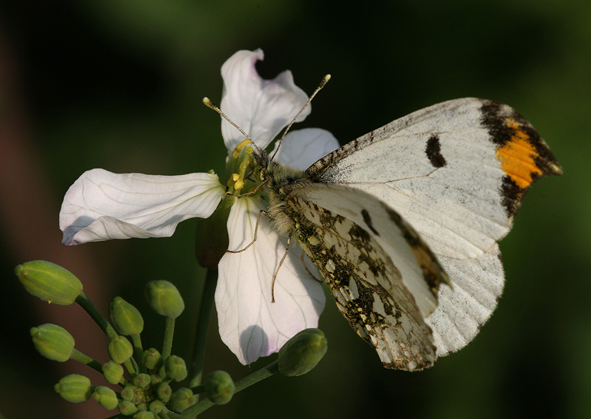 Anthoharis scolymus